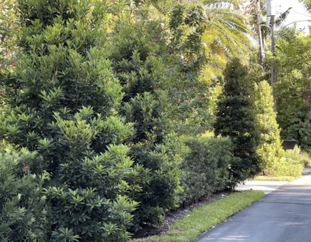 Trusted residential landscaping for outdoor upgrades in Hallandale Beach, FL by Green Care Lawn and Tree Service