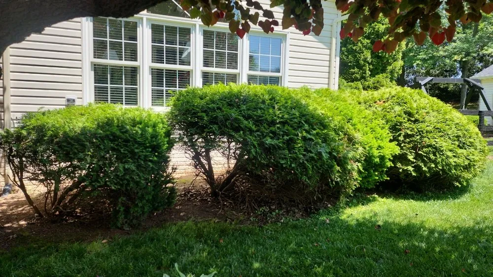Reliable outdoor landscaping for homes across Culpeper, VA - Green Care Tree & Landscaping