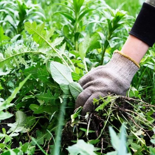 Affordable yard maintenance experts serving Ogden, UT - Green Castle Lawn Care and Pest Control