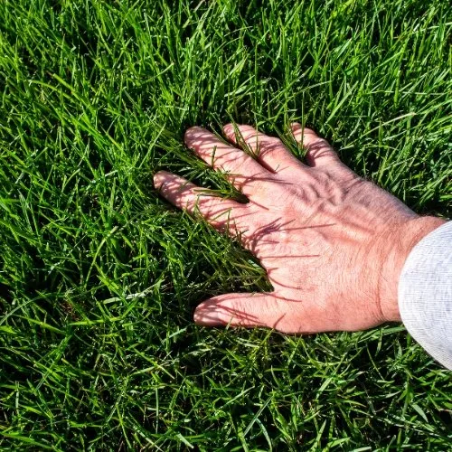 Trusted yard cleanup service in Ogden, UT - Green Castle Lawn Care and Pest Control