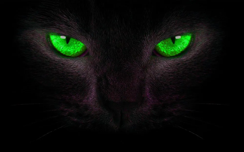 Professional yard cleanup service in Seffner, FL by Green Cat Lawn Care