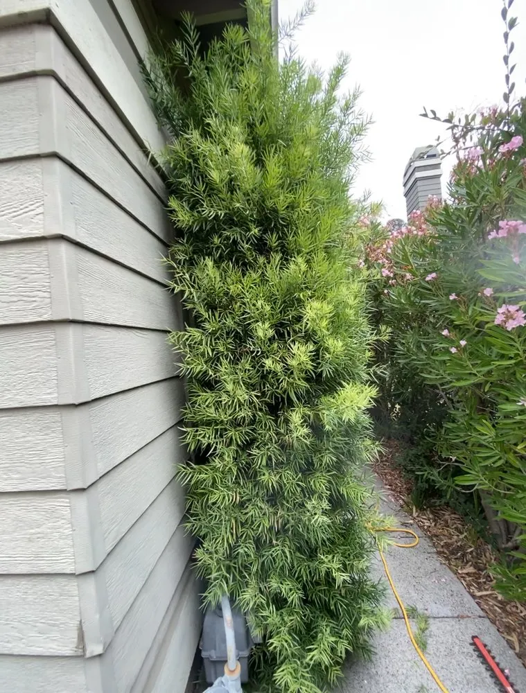 Affordable outdoor landscaping in Petaluma, CA - Green Ceiba