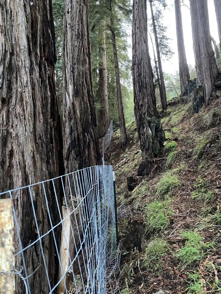 Top-rated lawn mowing service experts serving Petaluma, CA - Green Ceiba