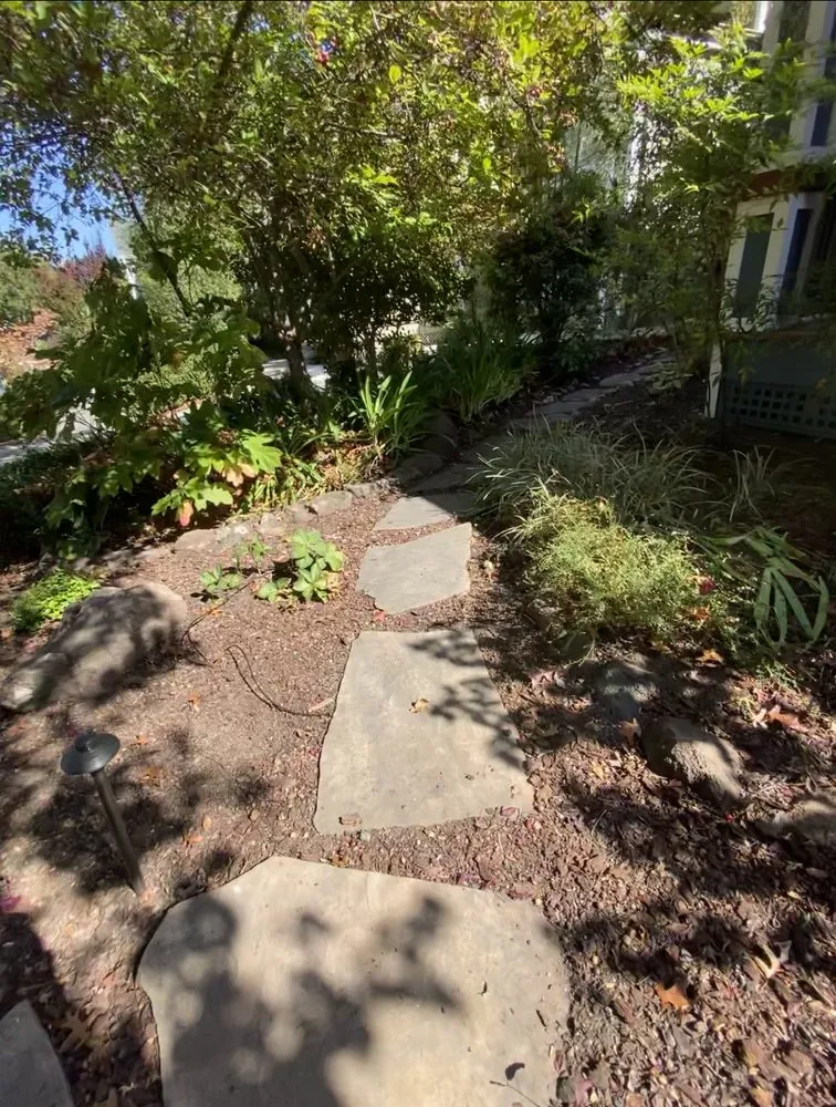 Trusted landscape design in Petaluma, CA - Green Ceiba