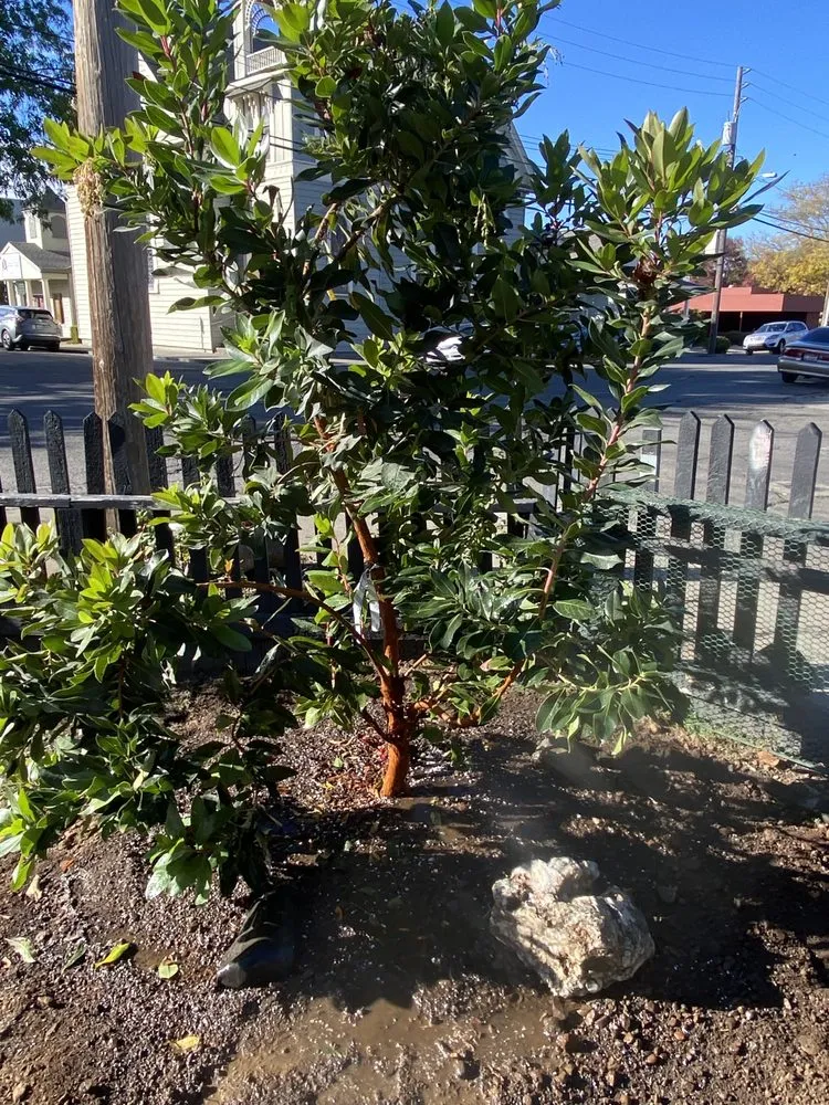 Expert garden landscaping for outdoor upgrades across Petaluma, CA - Green Ceiba