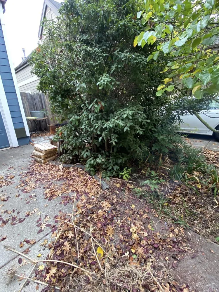 Top-rated outdoor landscaping in Petaluma, CA by Green Ceiba