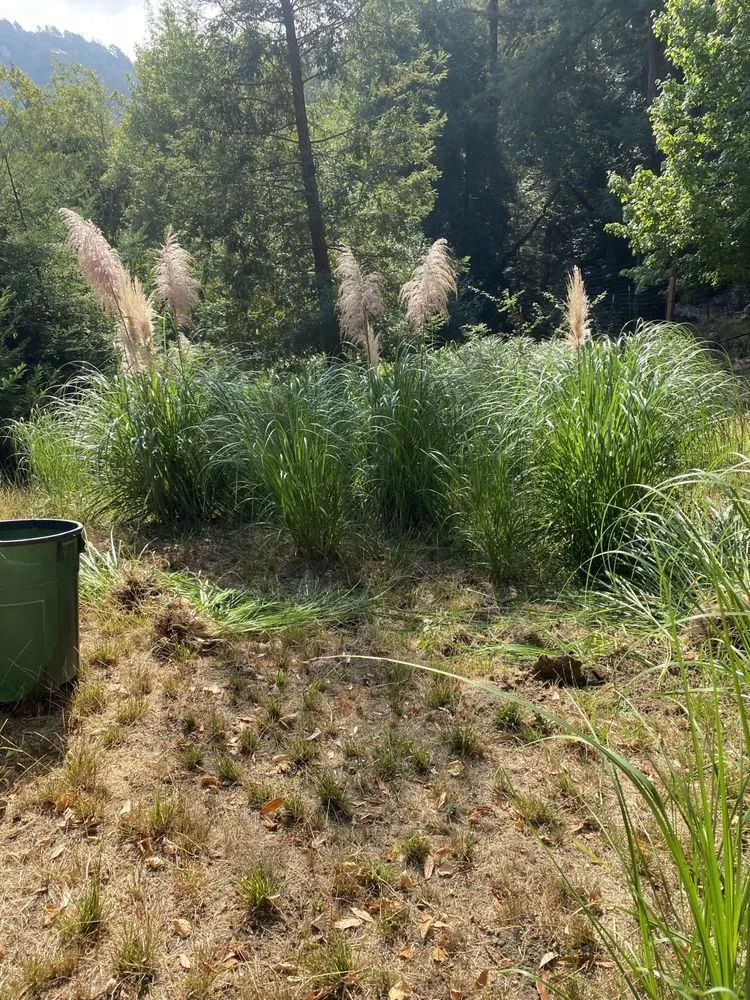 Custom outdoor landscaping in Petaluma, CA by Green Ceiba