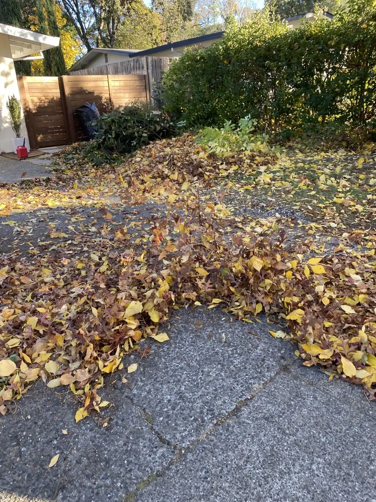 Affordable lawn mowing service with custom design in Petaluma, CA by Green Ceiba