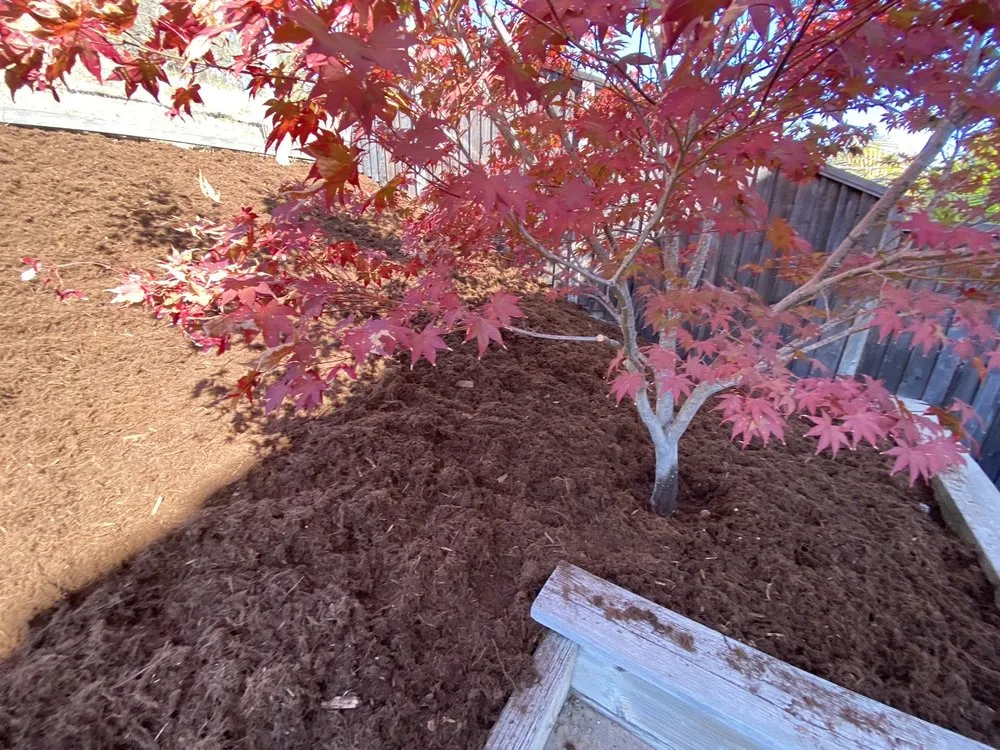 Custom yard maintenance experts serving Petaluma, CA - Green Ceibas