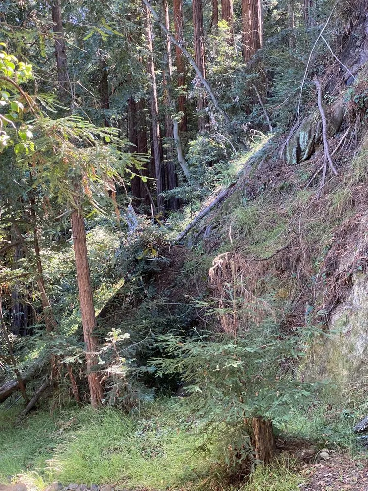 Professional landscaping services with custom design across Petaluma, CA - Green Ceibas