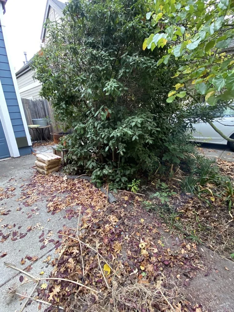 Top-rated lawn mowing service in Petaluma, CA by Green Ceibas