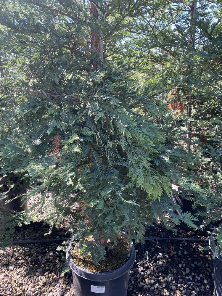 Expert residential landscaping in Petaluma, CA - Green Ceibas