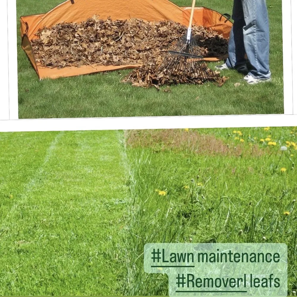 Professional yard maintenance with custom design across Petaluma, CA - Green Ceibas