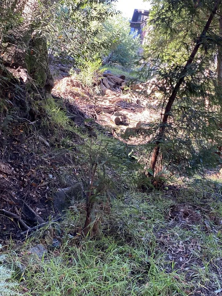 Affordable yard cleanup service in Petaluma, CA by Green Ceibas