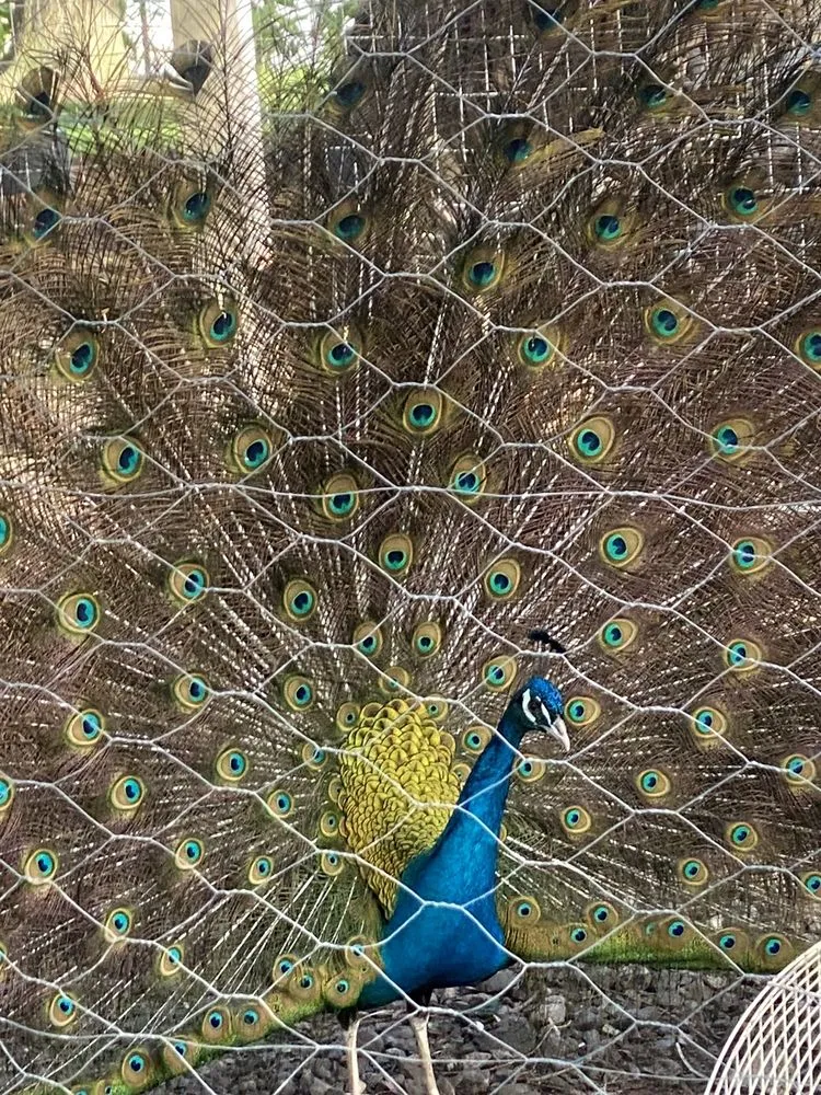 Top-rated outdoor landscaping near you in Petaluma, CA by Green Ceibas