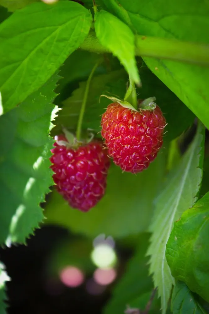 Reliable yard maintenance for year-round maintenance across Somerville, MA - Green City Growers