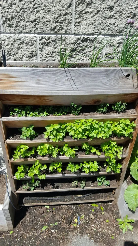 Local garden landscaping experts serving Somerville, MA - Green City Growers