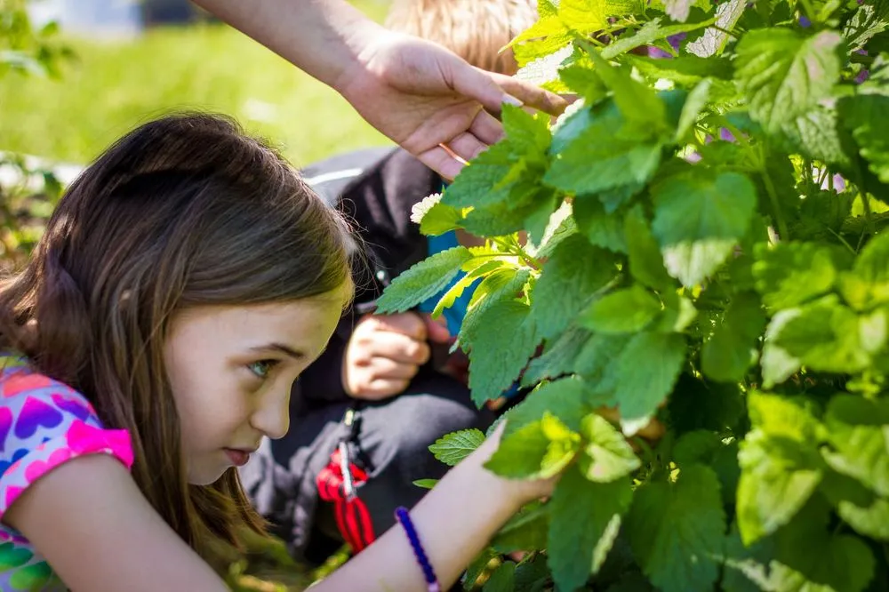 Custom yard maintenance in Somerville, MA - Green City Growers