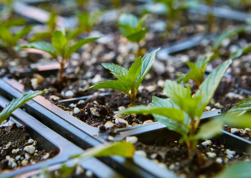 Custom residential landscaping near you across Somerville, MA - Green City Growers