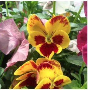 Affordable lawn care service for outdoor upgrades across Mesquite, TX - Green City Landscape & Lawn Care