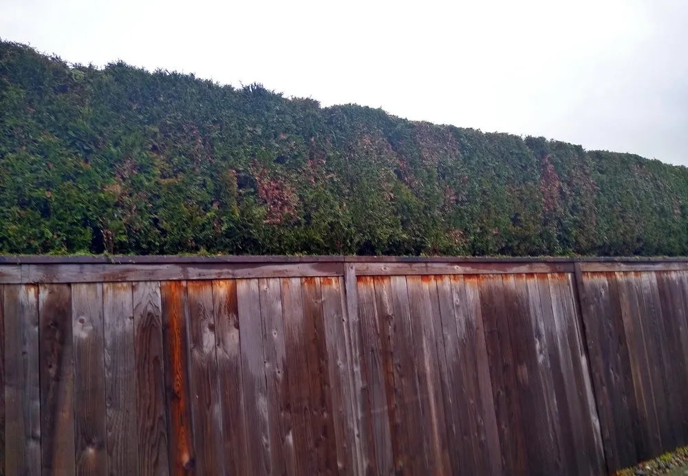 Expert lawn mowing service in Vancouver, WA - Green City Landscaping