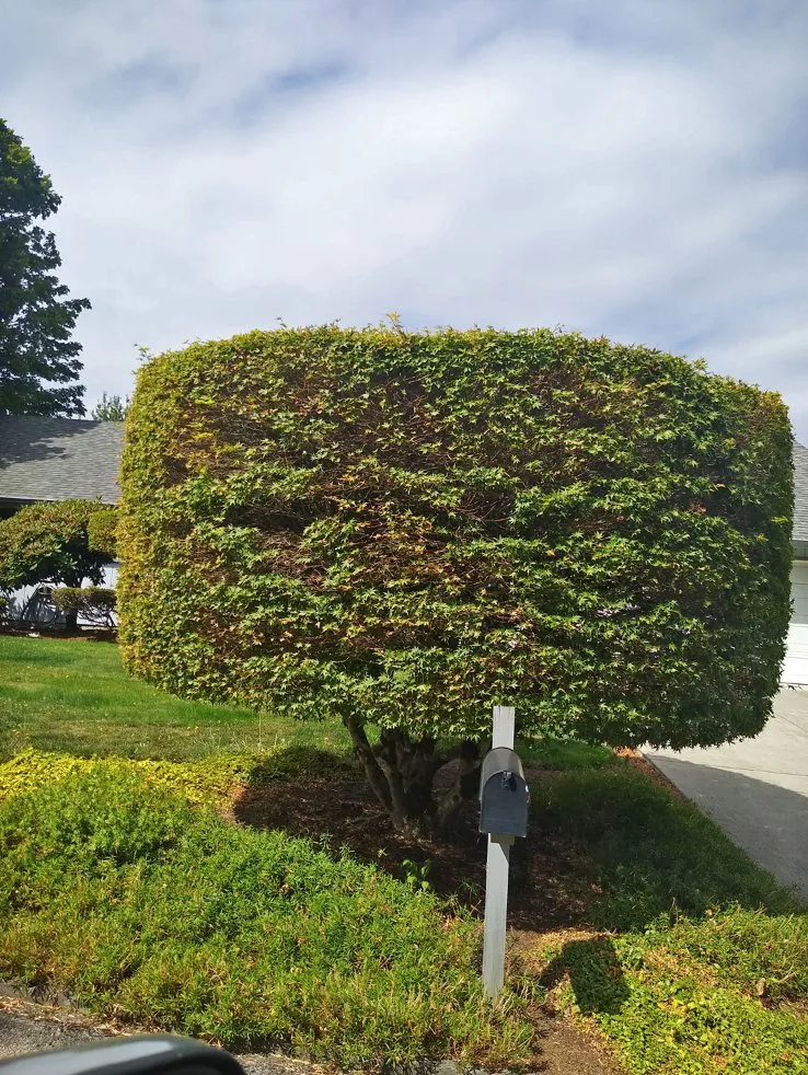 Top-rated lawn mowing service for outdoor upgrades across Vancouver, WA - Green City Landscaping