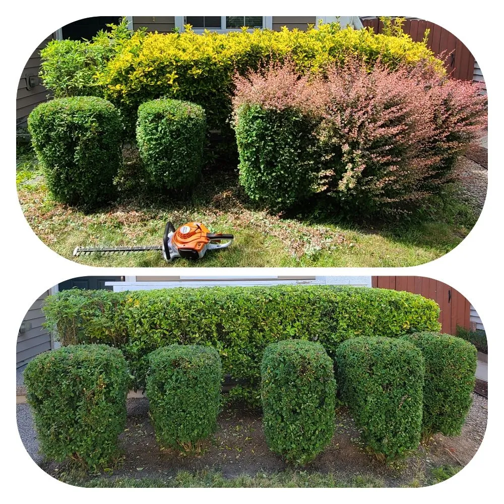 Expert landscape design experts serving Lynnwood, WA - Green City Lawn Care