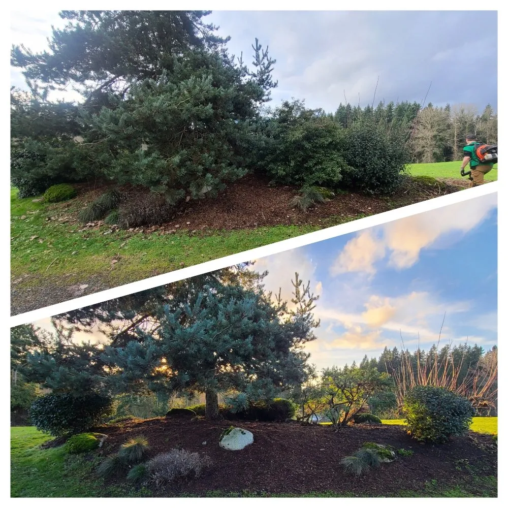 Affordable yard maintenance in Lynnwood, WA - Green City Lawn Care