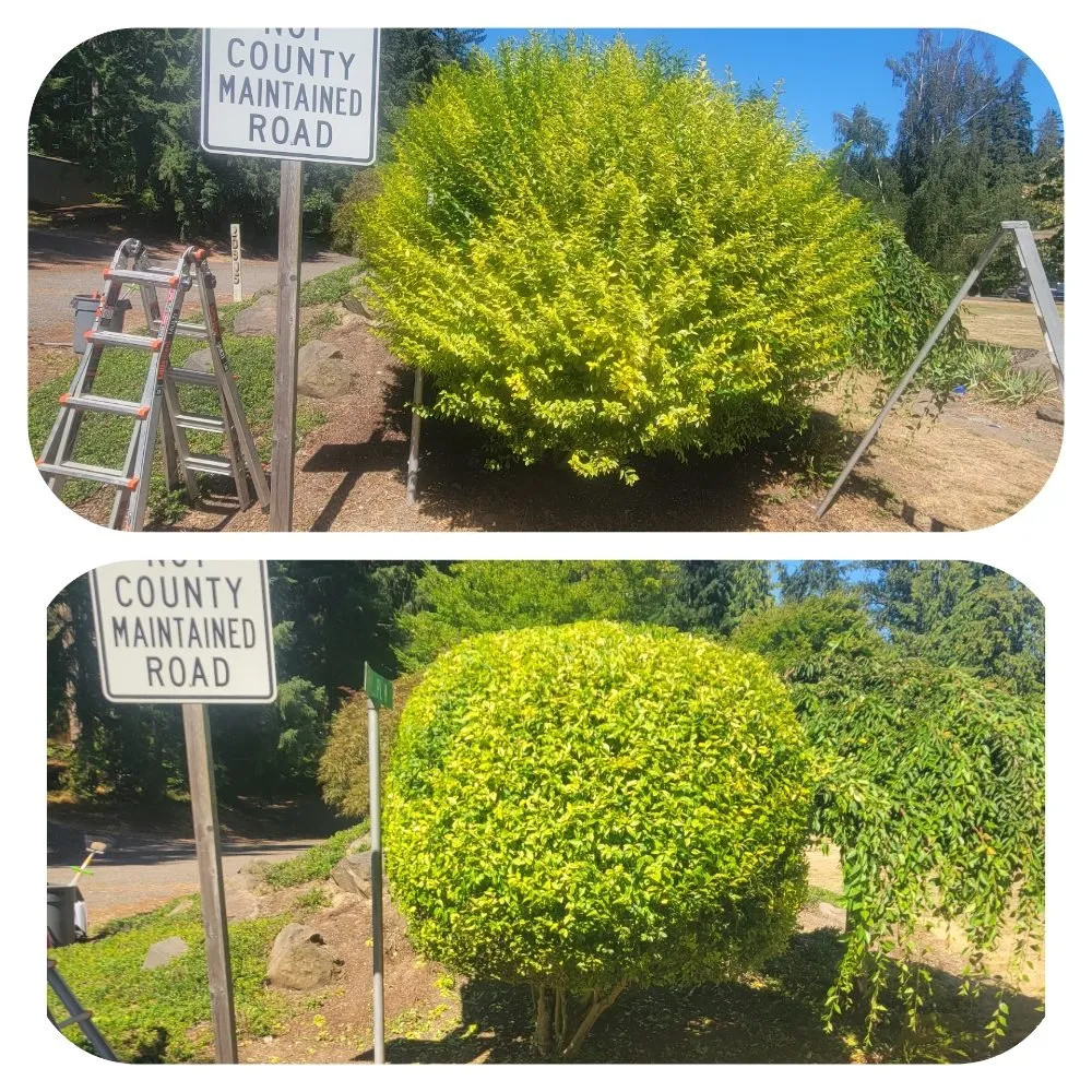 Professional lawn care service experts serving Lynnwood, WA - Green City Lawn Care