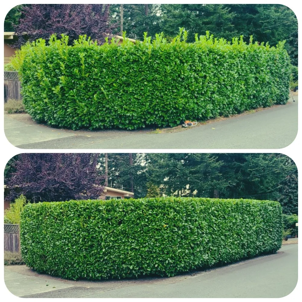 Local yard maintenance in Lynnwood, WA by Green City Lawn Care