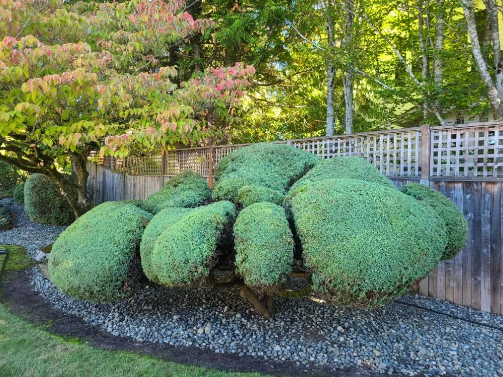 Reliable yard cleanup service in Lynnwood, WA - Green City Lawn Care