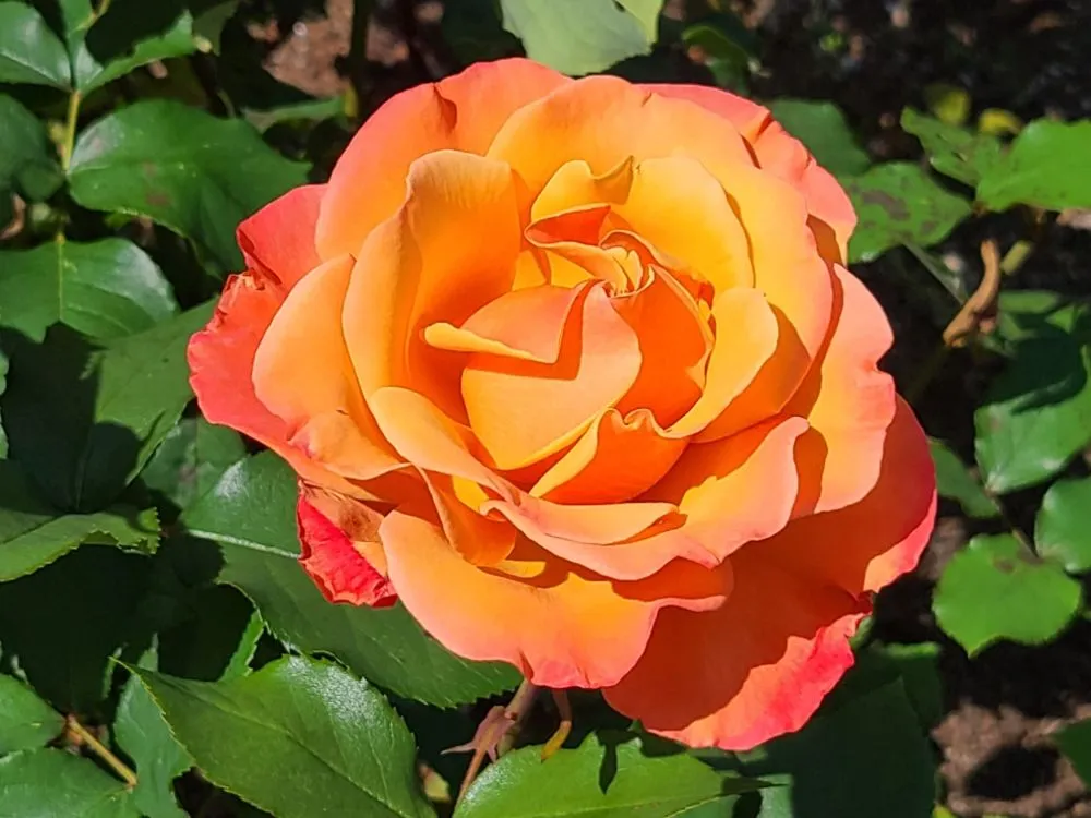 Professional lawn care service experts serving Lynnwood, WA - Green City Lawn Care