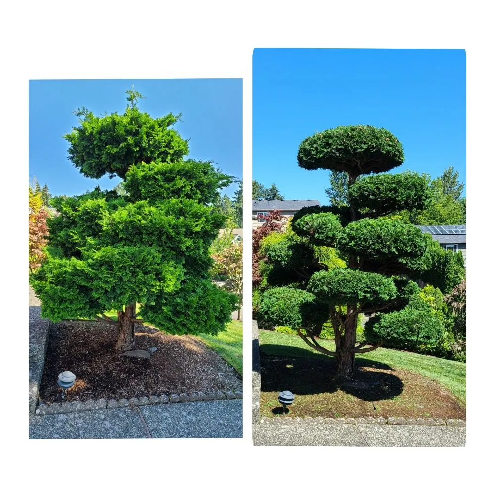 Custom yard maintenance for beautiful yards across Lynnwood, WA - Green City Lawn Care