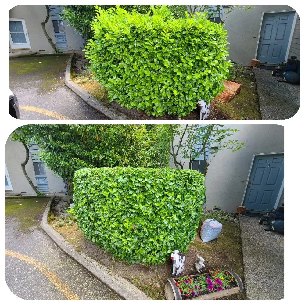 Professional residential landscaping in Lynnwood, WA by Green City Lawn Care