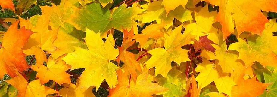 Custom lawn care service with custom design across Ridgefield, CT - Green City Preservation