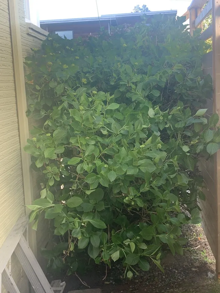 Reliable residential landscaping experts serving Auburn, WA - Green City Tree Care