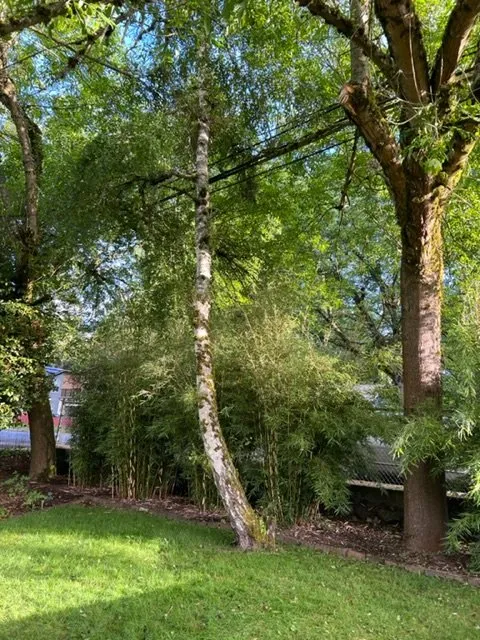 Custom landscaping services near you in Auburn, WA by Green City Tree Care