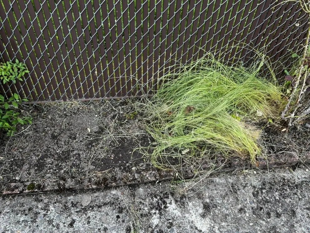 Reliable garden landscaping near you in Auburn, WA by Green City Tree Care