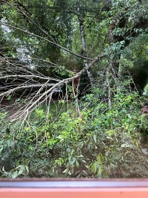 Reliable yard cleanup service in Auburn, WA - Green City Tree Care