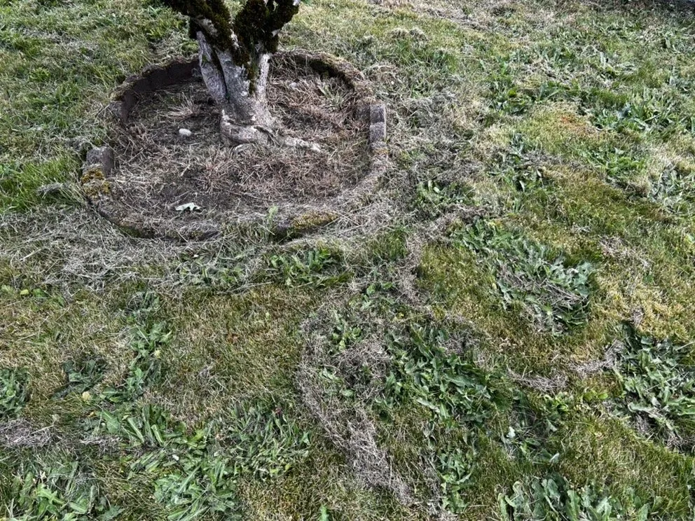 Top-rated lawn mowing service for homes across Auburn, WA - Green City Tree Care