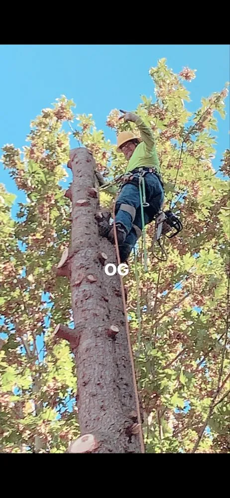 Top-rated yard cleanup service experts serving Auburn, WA - Green City Tree Care