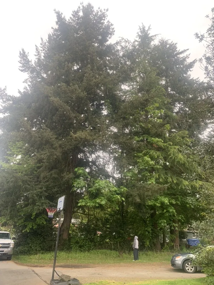 Affordable lawn mowing service in Auburn, WA - Green City Tree Care