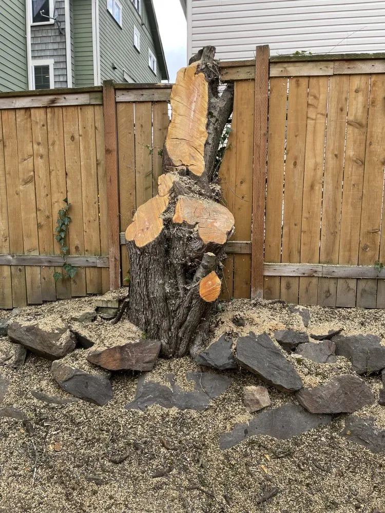 Expert yard maintenance in Auburn, WA - Green City Tree Care