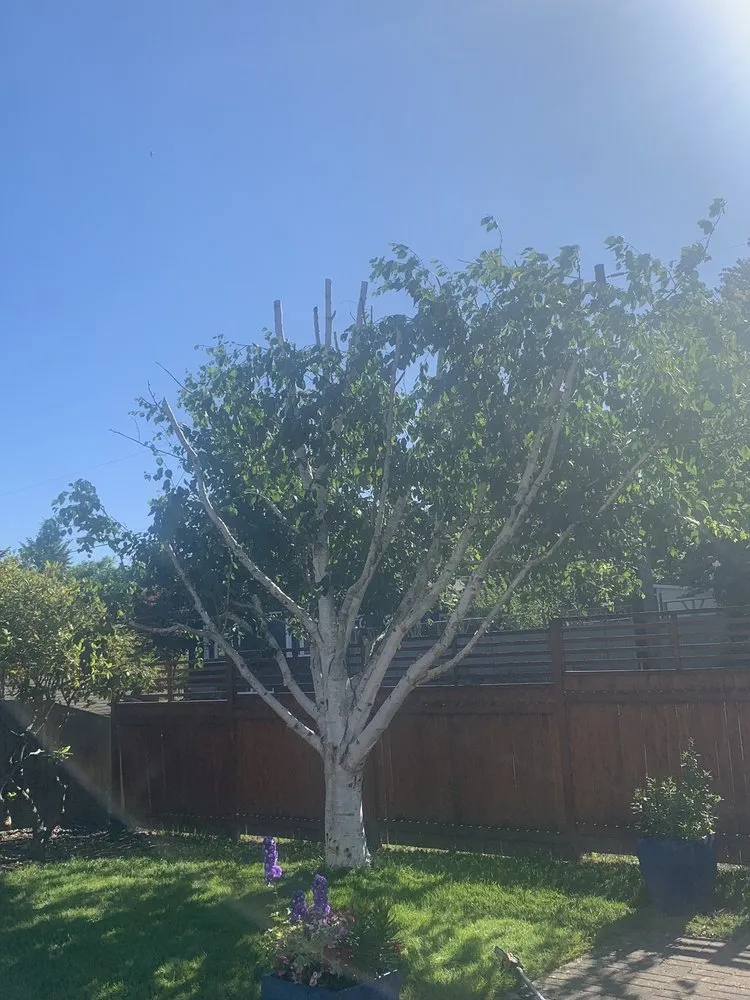 Professional landscape design in Auburn, WA by Green City Tree Care