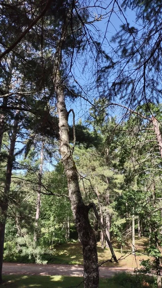 Top-rated yard maintenance with custom design in Park Rapids, MN by Green Clover Lawn Maintenance