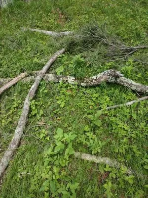 Green Clover Lawn Maintenance