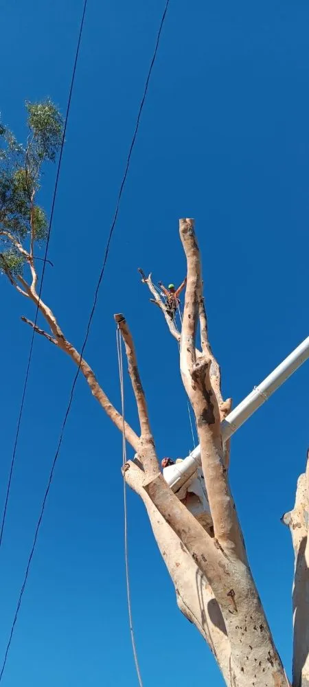 Affordable lawn care service for outdoor upgrades in Chula Vista, CA by Green Compass Landscape And Maintenance