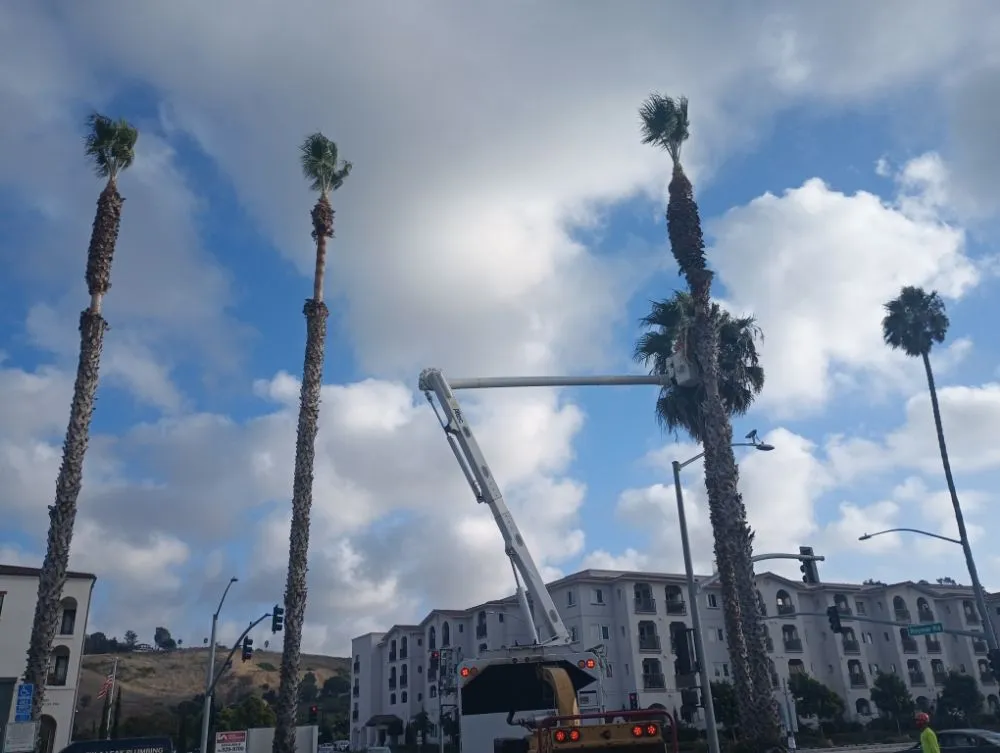 Professional yard cleanup service in Chula Vista, CA by Green Compass Landscape And Maintenance