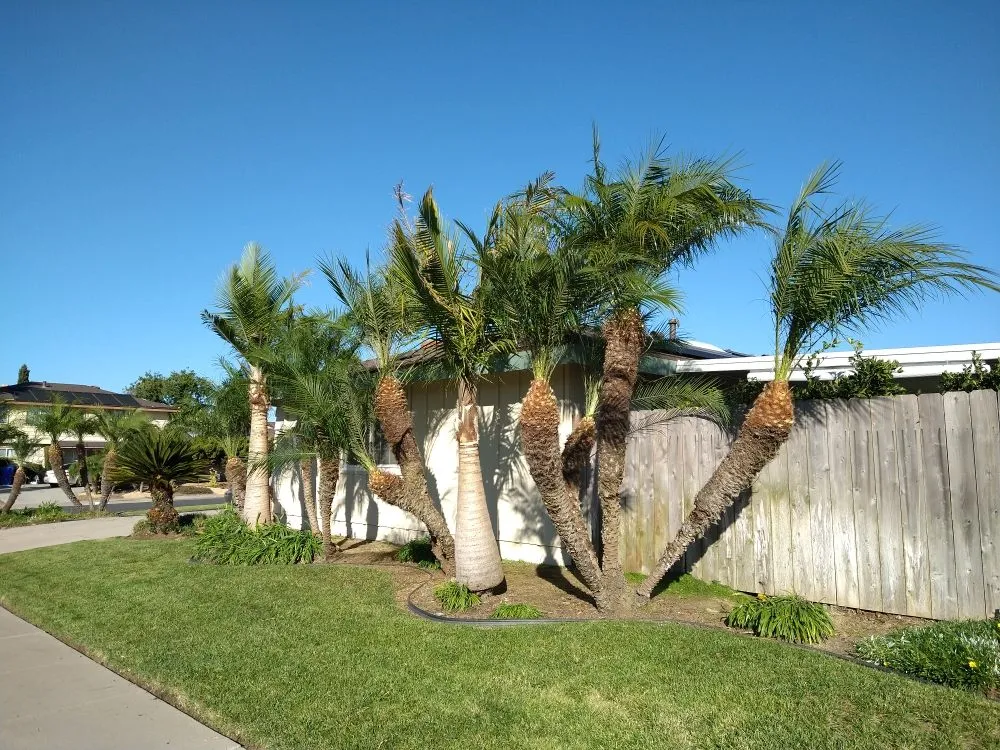 Professional lawn mowing service in Chula Vista, CA - Green Compass Landscape And Maintenance