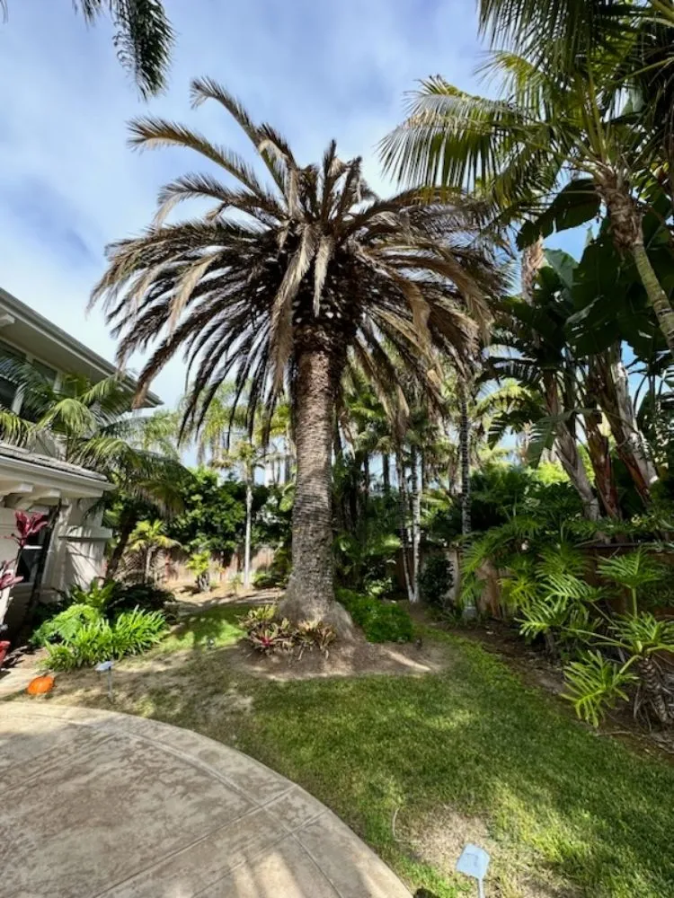 Expert residential landscaping for homes across Chula Vista, CA - Green Compass Landscape And Maintenance